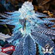 Moxie Seeds Viper Cookies